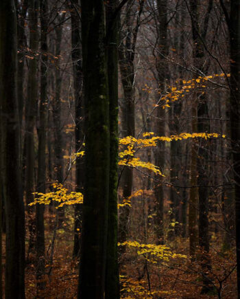Lost   In   The   Forest   Af   Klint   Fotografi