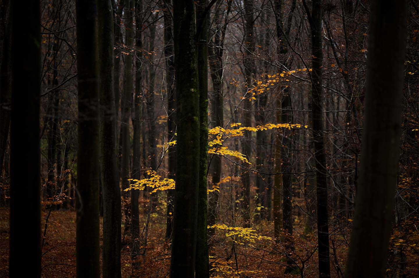 Lost   In   The   Forest   Af   Klint   Fotografi
