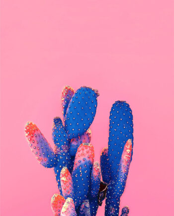 Love   Pink   Kaktus   Af   Plakatwerket