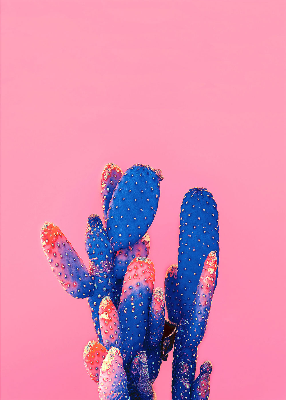 Love   Pink   Kaktus   Af   Plakatwerket
