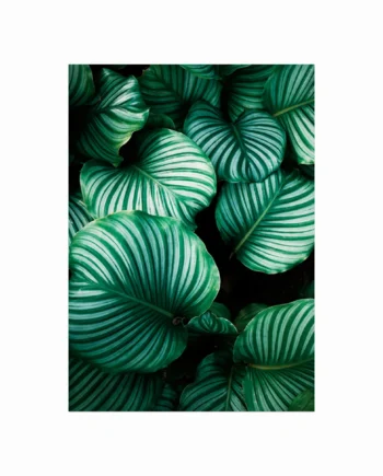 Lush   Plants