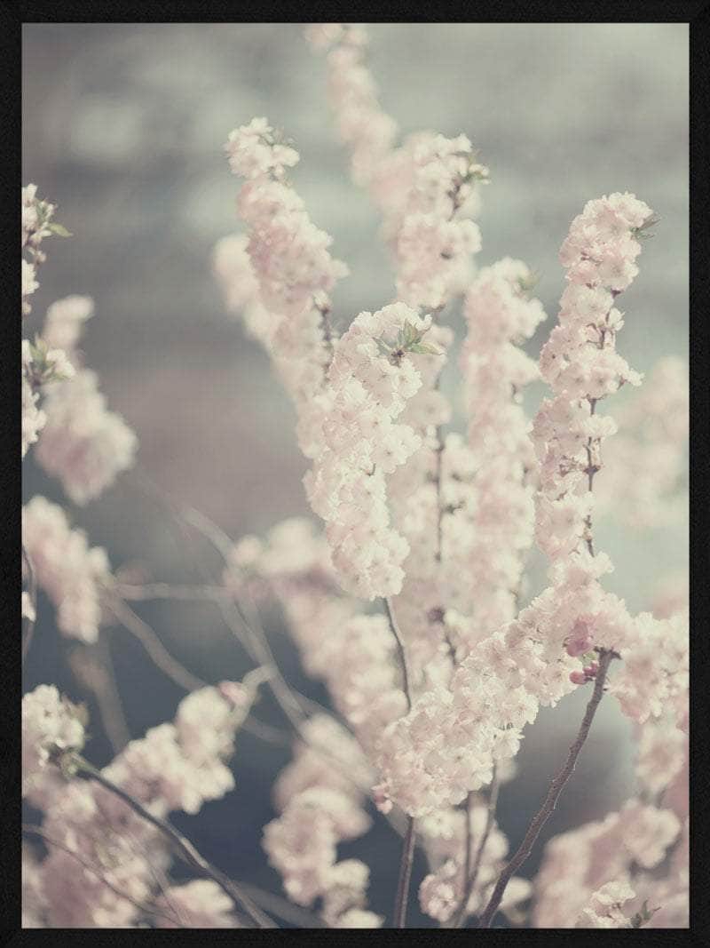 Lyserøde Blomster