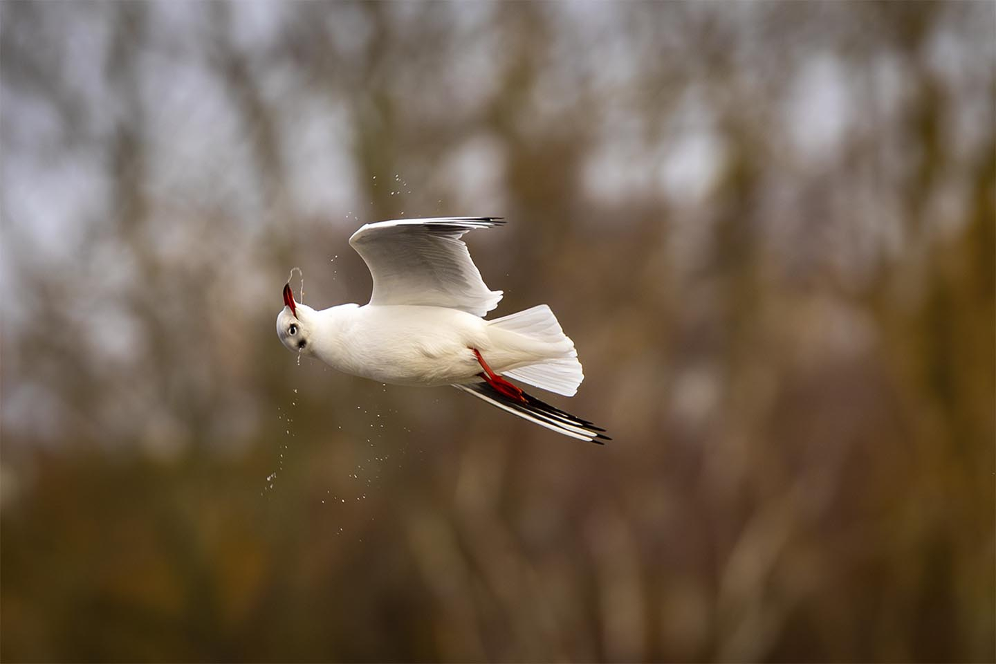 Maage   Der   Tømme   Næbet   Af   Msj   Natur   Foto