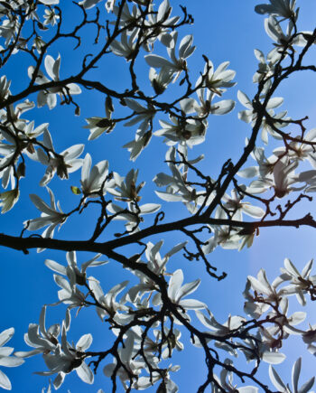 Magnolia   Af   Kirsten   Stigsgaard