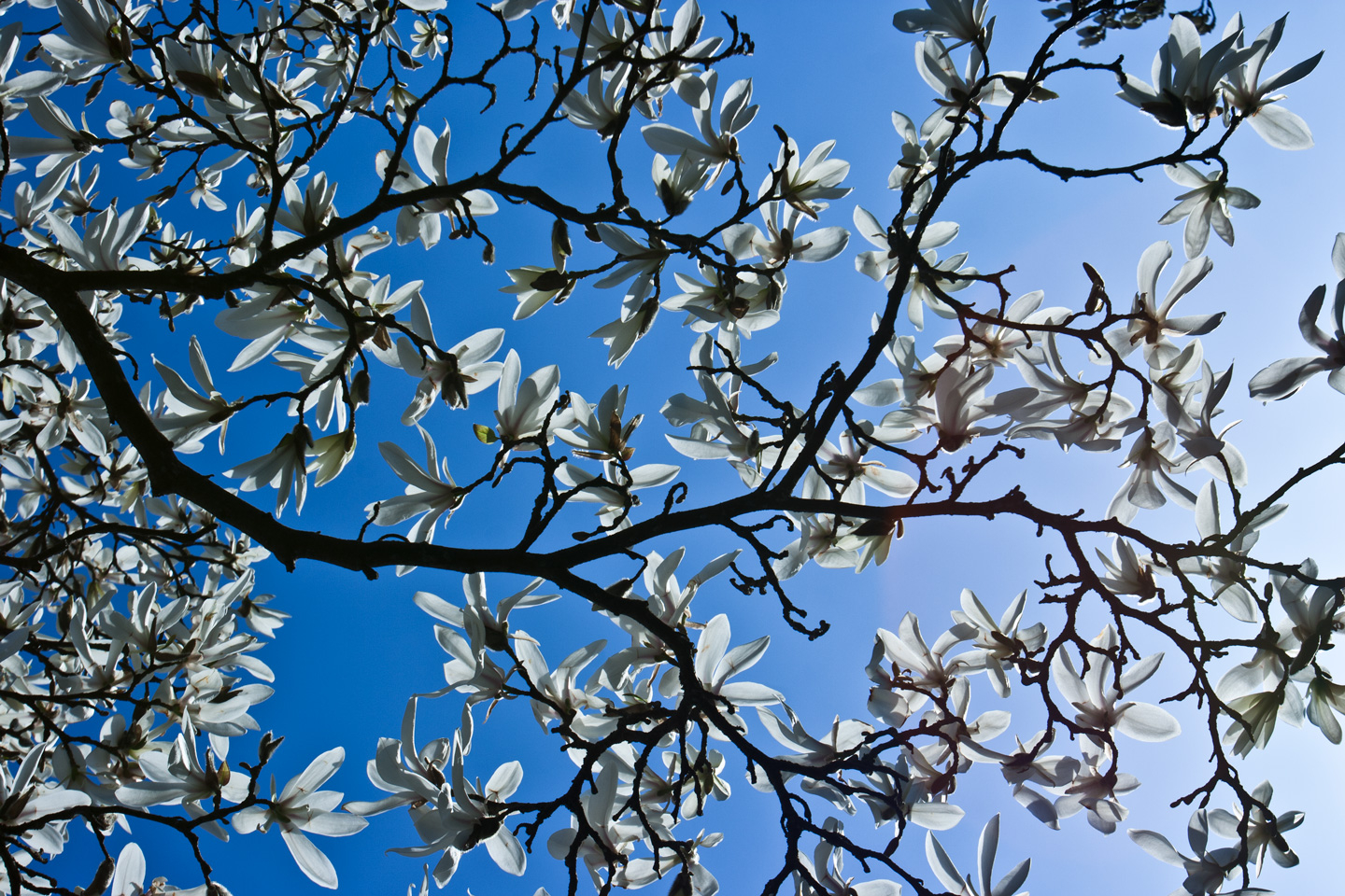Magnolia   Af   Kirsten   Stigsgaard