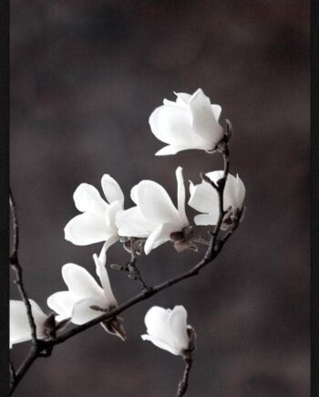 Magnolia   Blomster   Plakat