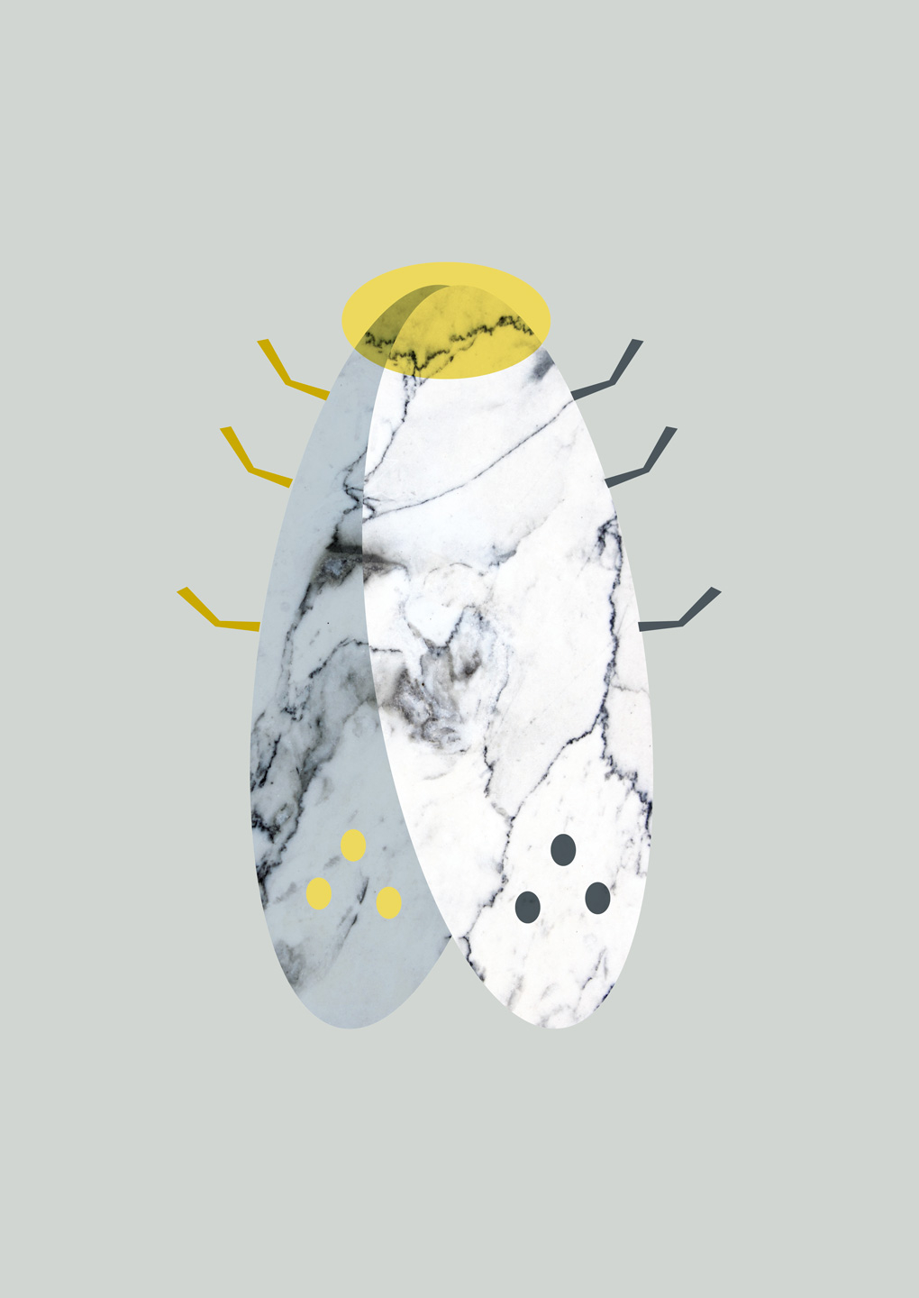 Marbel   Moth   Af   Myro   Graphics
