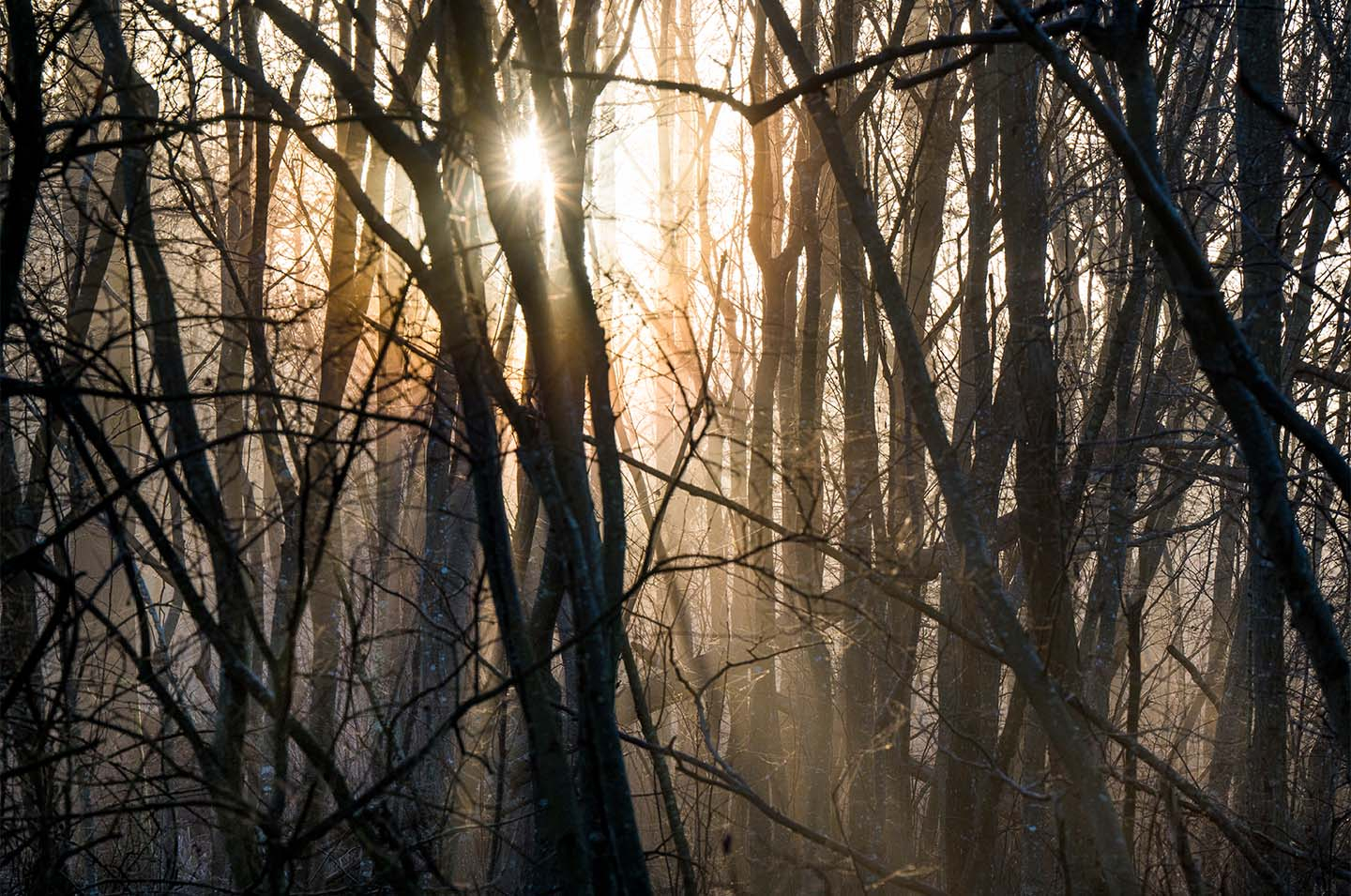 Misty   Morningsun   Af   Klint   Fotografi