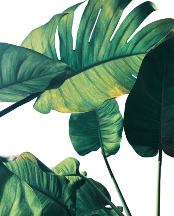 Monstera   Af   Illux