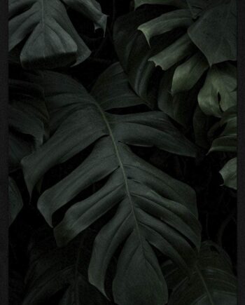 Monstera   Plakat