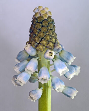 Muscari   Botryoides   Af   Pauline   Snoeijs