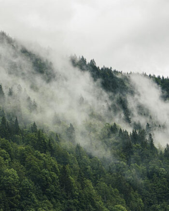 Mysterious   Forest   Fog   I   Af   Rasmus   Gundorff   Sæderup