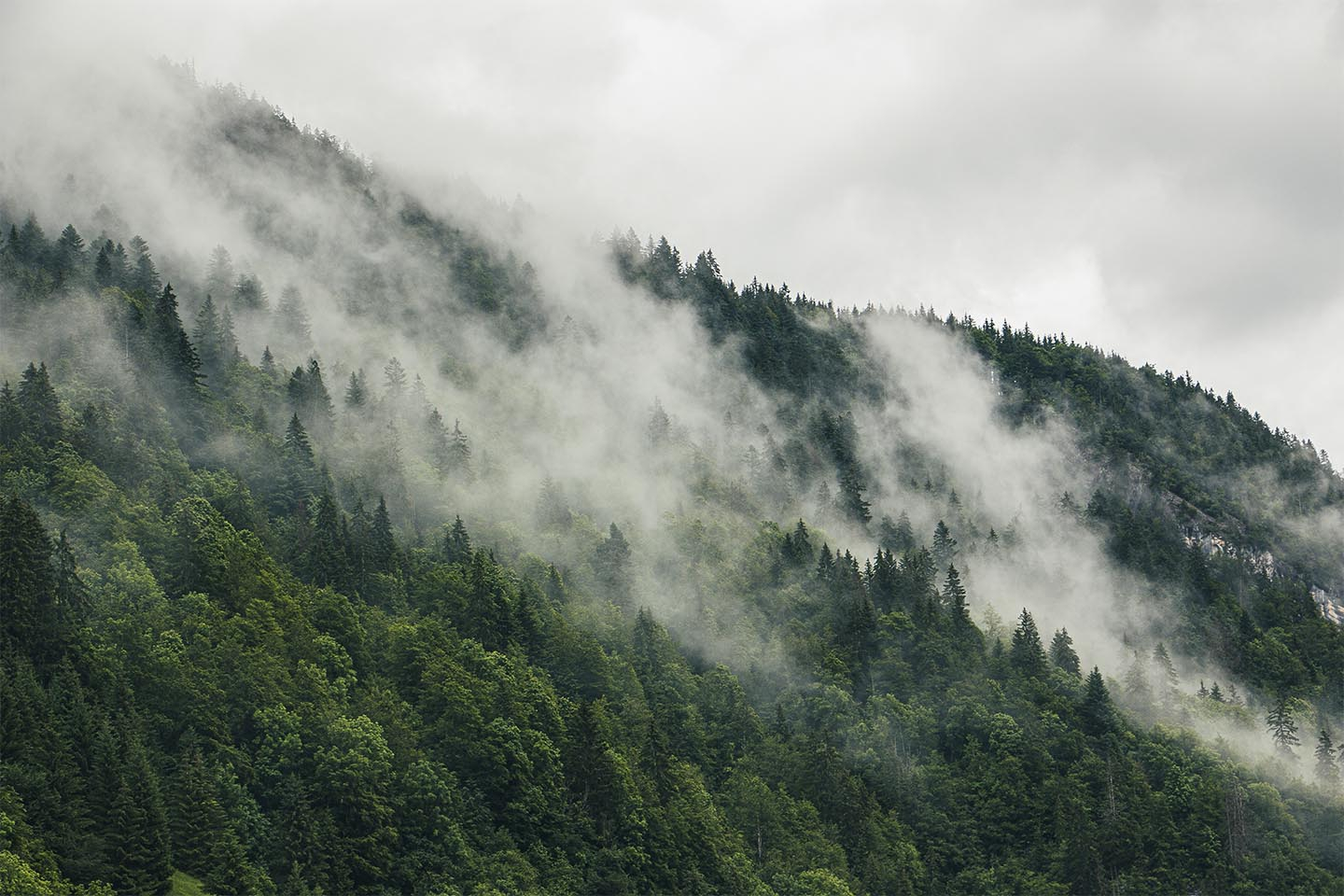 Mysterious   Forest   Fog   I   Af   Rasmus   Gundorff   Sæderup