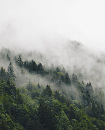 Mysterious   Forest   Fog   Ii   Af   Rasmus   Gundorff   Sæderup
