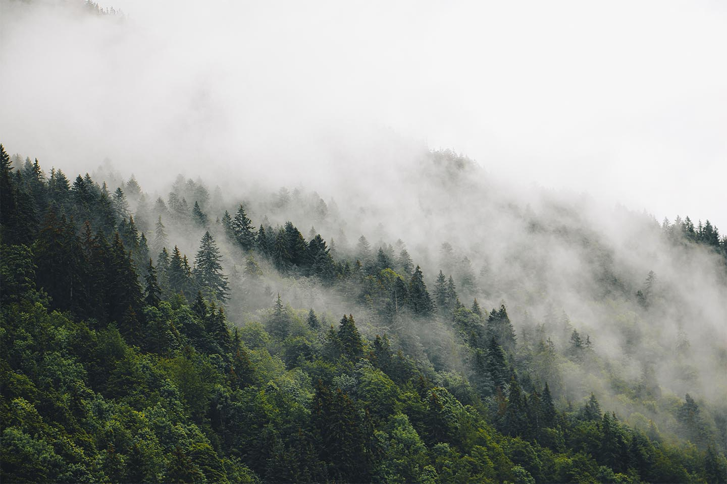 Mysterious   Forest   Fog   Ii   Af   Rasmus   Gundorff   Sæderup
