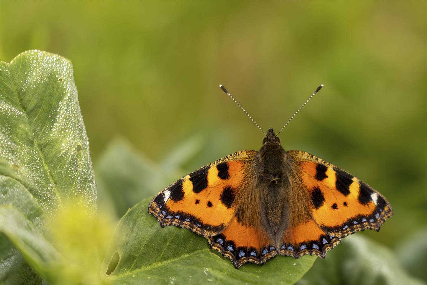 Nældens   Takvinge   Fa   Cc   8ar   Et   Hvil   Af   Msj   Natur   Foto