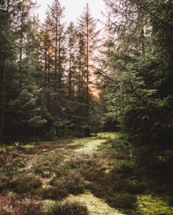 Nationalpark   Thy   Ii   Af   Torben   Hedegaard