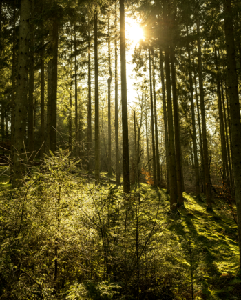 Natur14   Af   Preben   Stentoft