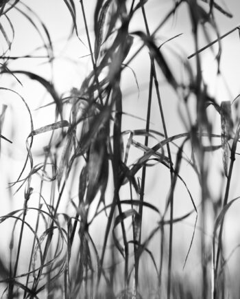 Natur3   Af   Preben   Stentoft