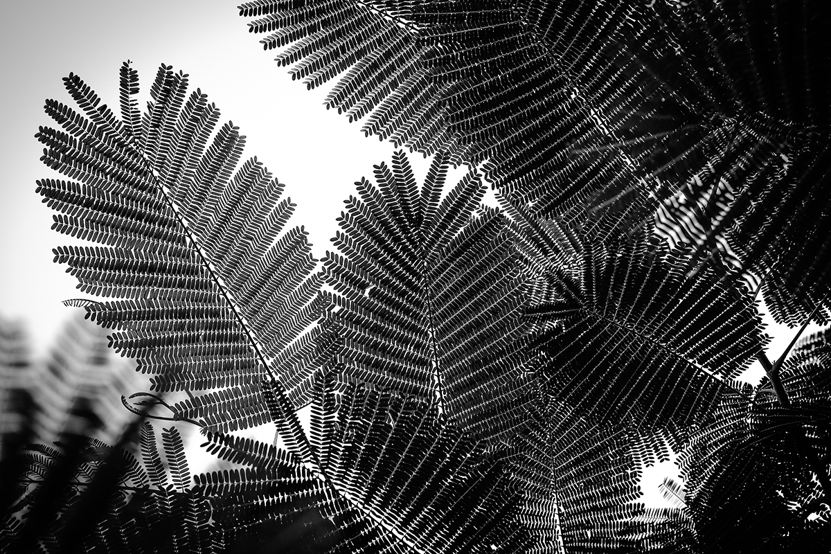 Natural   Geometries   Af   Tal   Paz - Fridman
