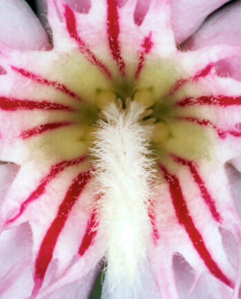 Nerium   Oleander   Af   Pauline   Snoeijs