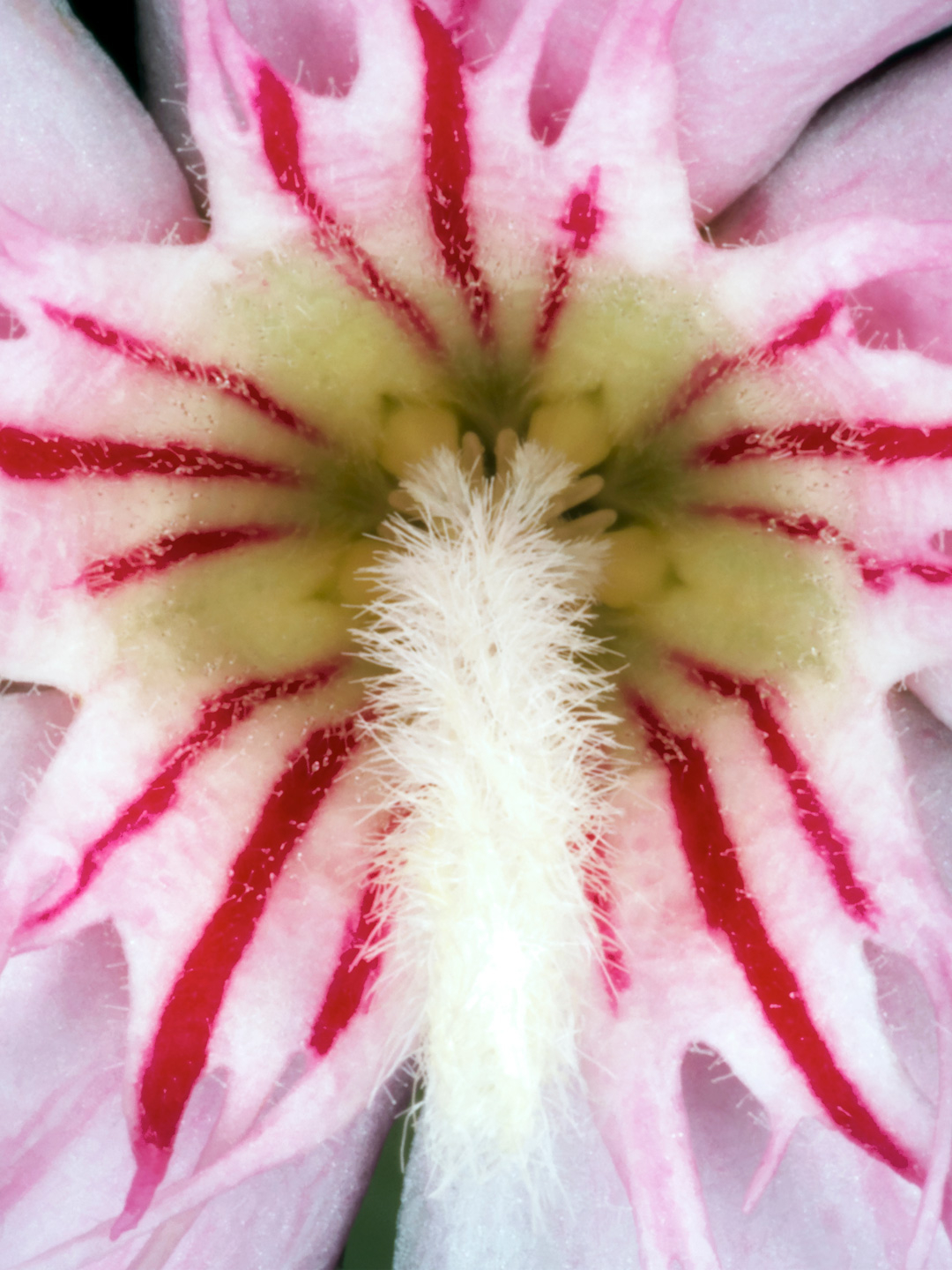 Nerium   Oleander   Af   Pauline   Snoeijs