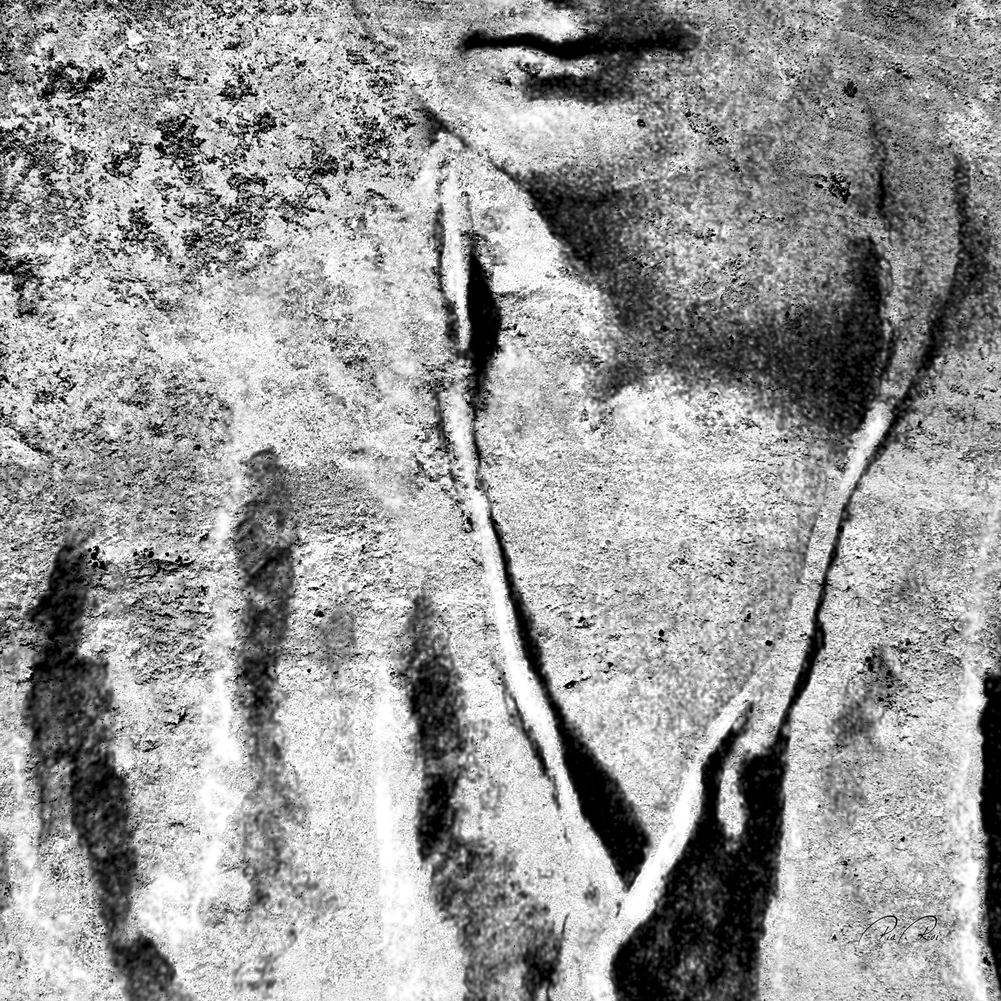 Nobody   Is   Made   Of   Stone   Af   Pia   Roi
