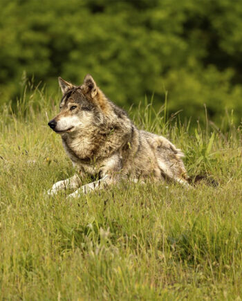 Nord   Europæisk   Gra   Cc   8a   Ulv   Af   Msj   Natur   Foto