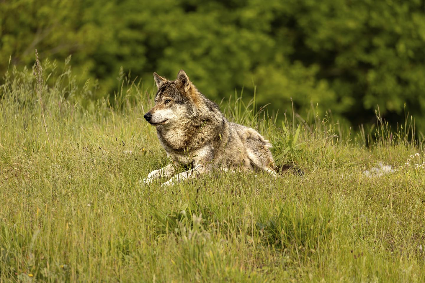 Nord   Europæisk   Gra   Cc   8a   Ulv   Af   Msj   Natur   Foto