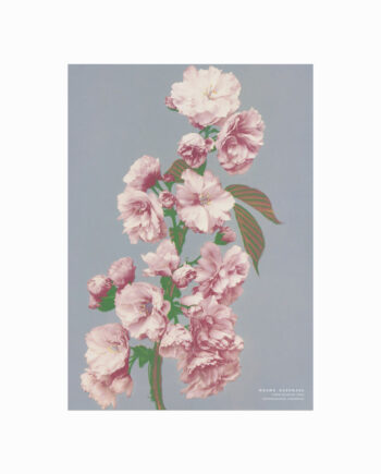 Ogawa   Kazumasa    Cherry   Blossom