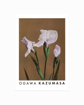 Ogawa   Kazumasa    Iris