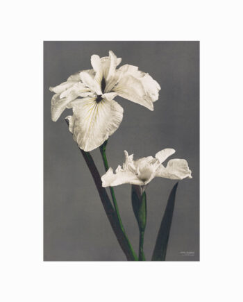 Ogawa   Kazumasa    Iris   Kæmpferi