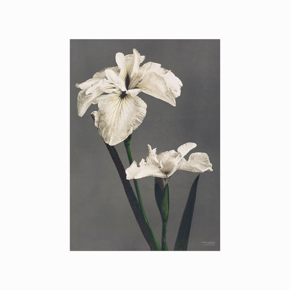 Ogawa Kazumasa Iris Kæmpferi