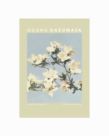 Ogawa   Kazumasa    Japanese   Azaleas
