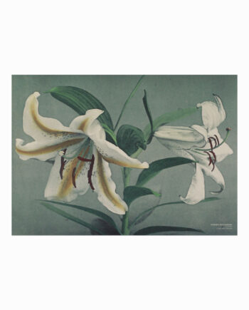 Ogawa   Kazumasa    Lily