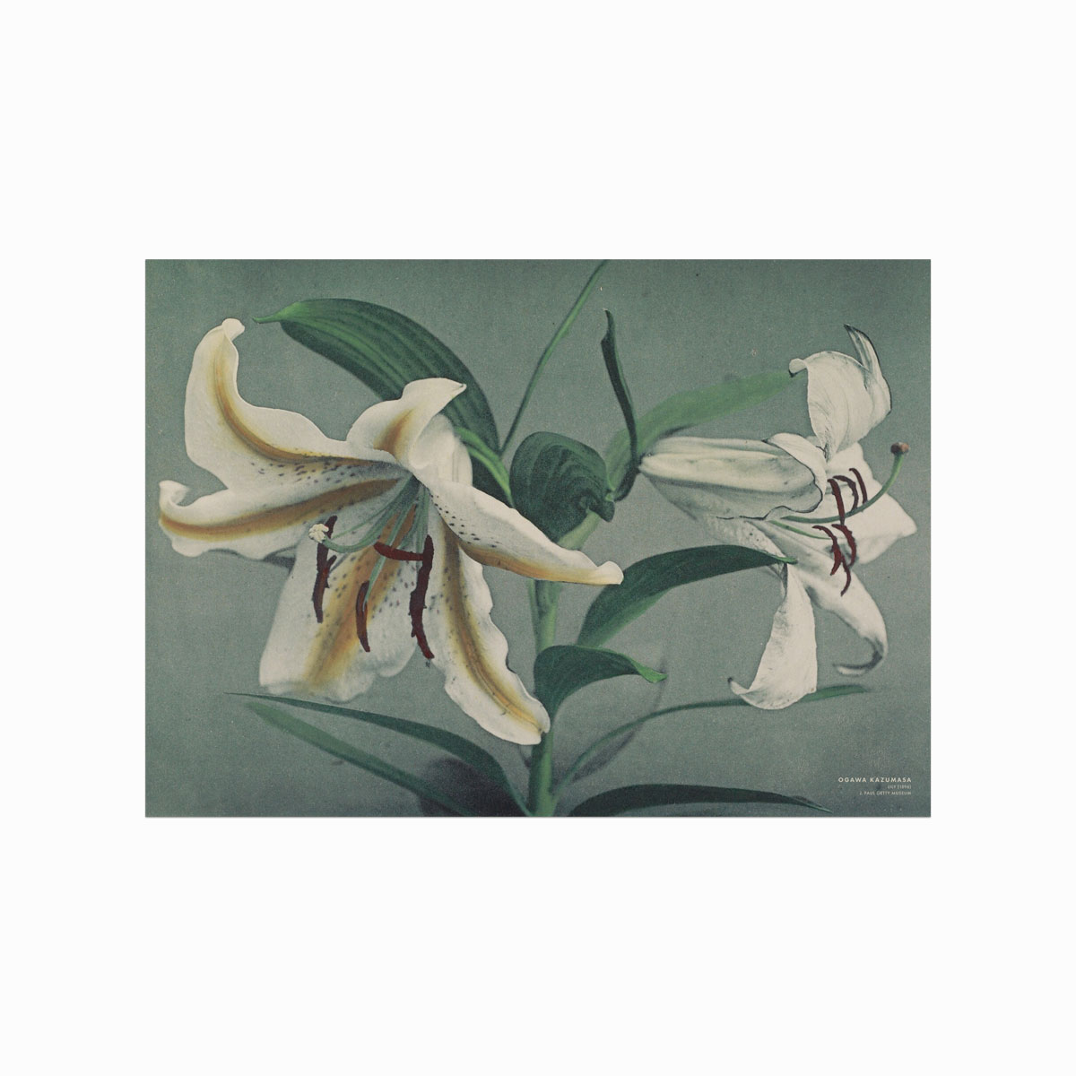 Ogawa Kazumasa Lily