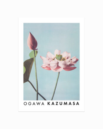 Ogawa   Kazumasa    Lotus   Flowers