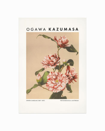 Ogawa   Kazumasa    Striped   Camellias