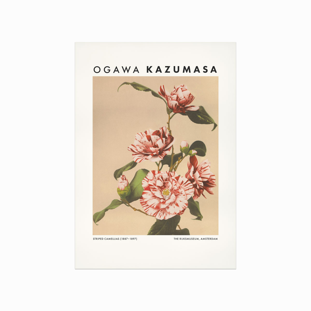 Ogawa Kazumasa Striped Camellias