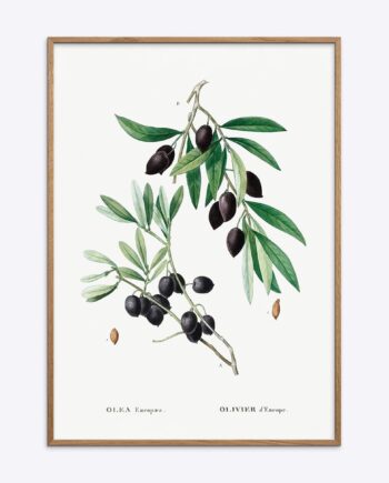 Olive   Branch
