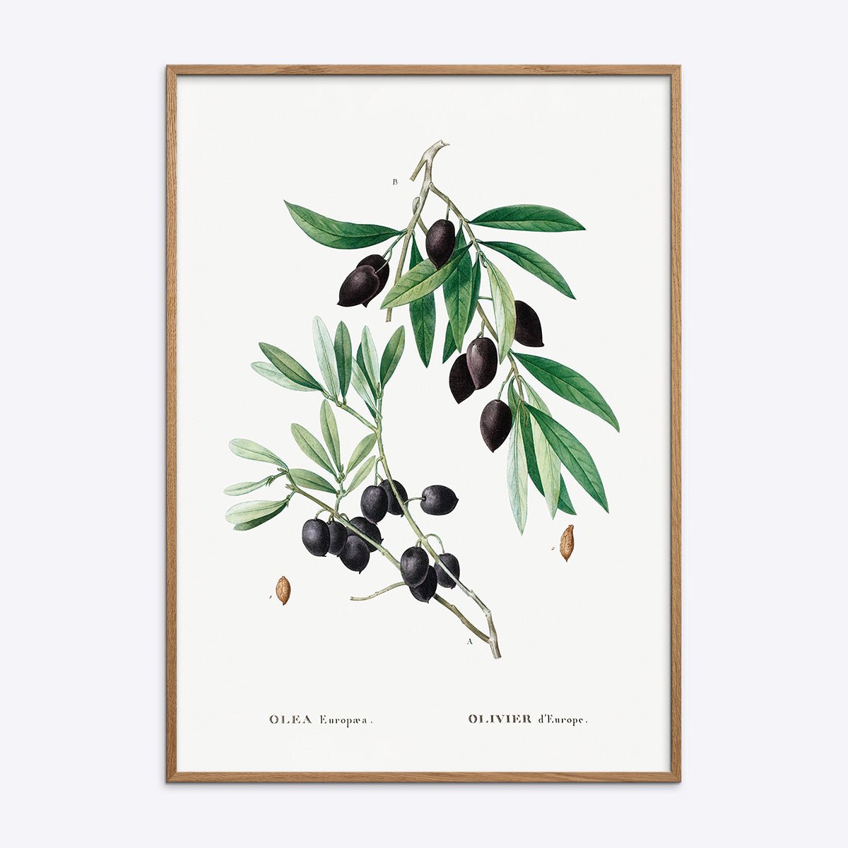 Olive   Branch