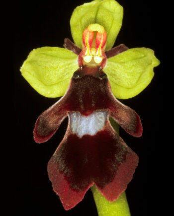 Ophrys   Insectifera   Af   Pauline   Snoeijs