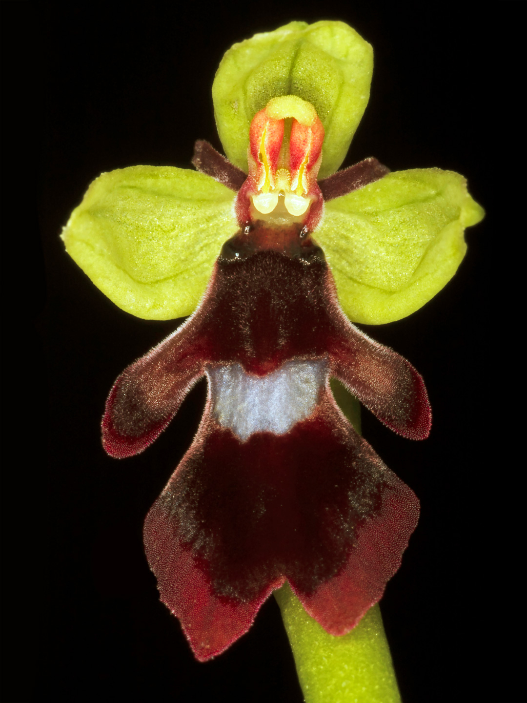 Ophrys   Insectifera   Af   Pauline   Snoeijs