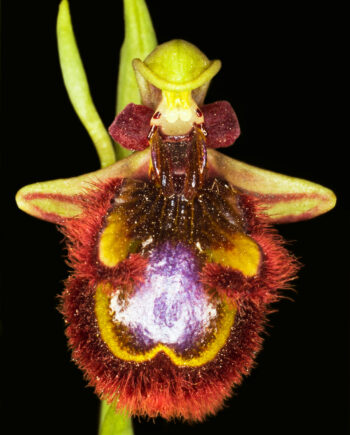 Ophrys   Speculum   Af   Pauline   Snoeijs