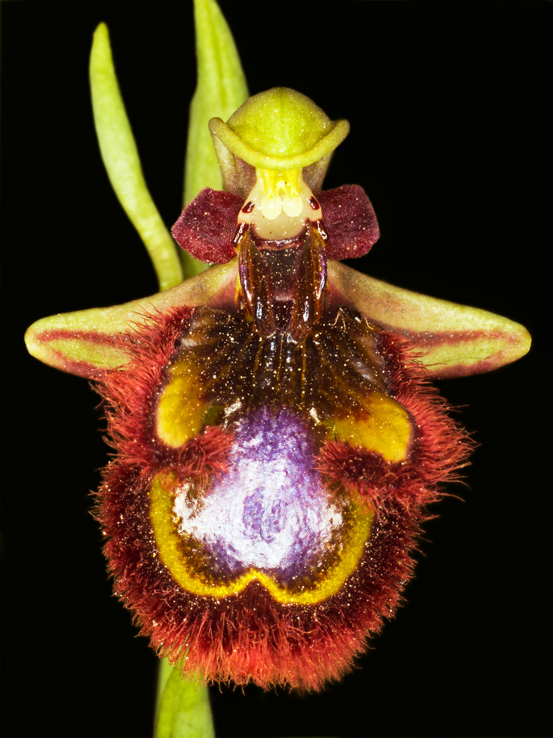 Ophrys   Speculum   Af   Pauline   Snoeijs