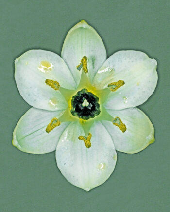 Ornithogalum   Arabicum   Af   Pauline   Snoeijs