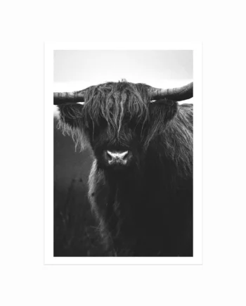 Ox