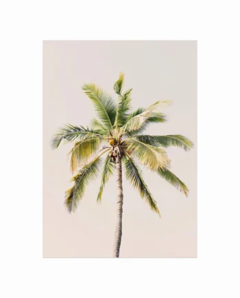 Palm   I