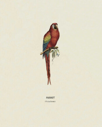 Parrot   Af   Vintage   Vista   Designs