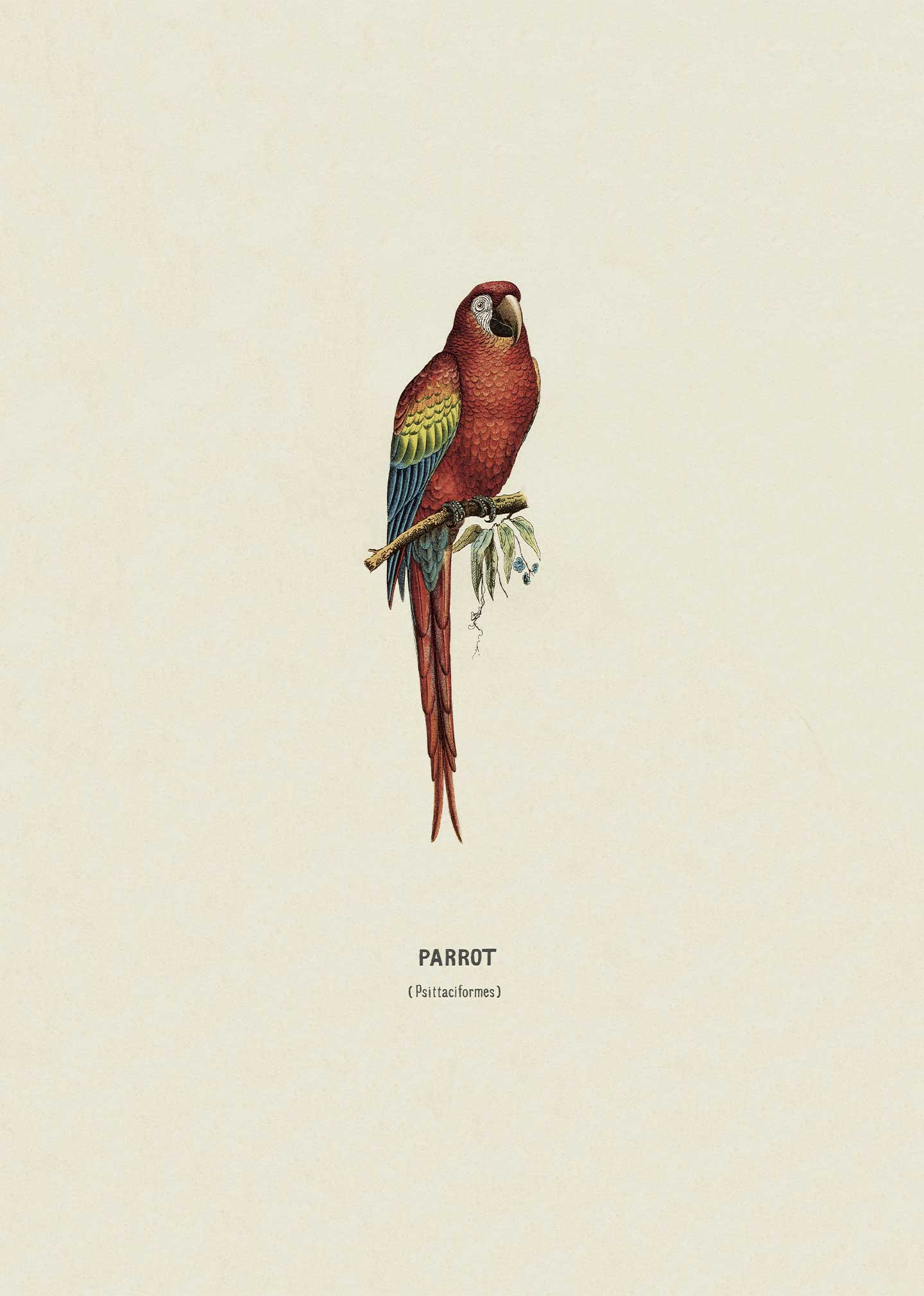 Parrot   Af   Vintage   Vista   Designs